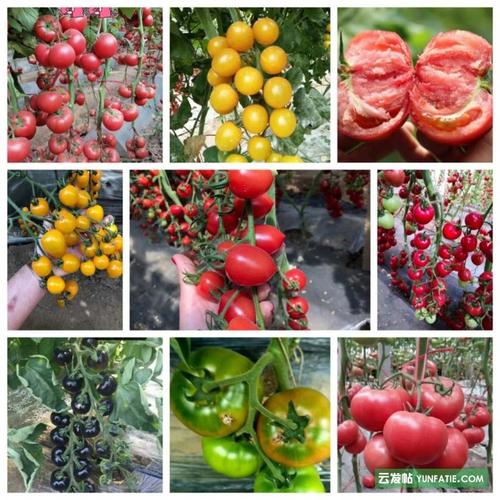 铜川西红柿种苗厂批发出售西红柿苗大量育苗