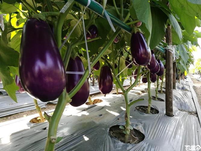 2016年15届广东种博会香港日升种苗公司309紫红蛋茄005jpg