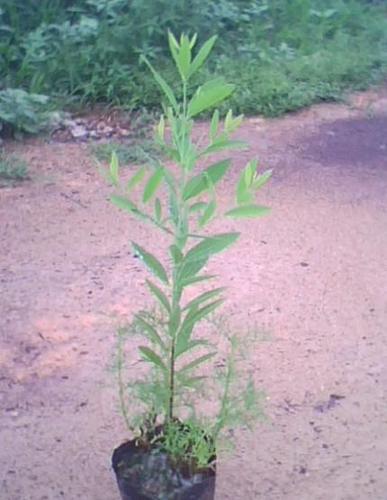 广东富达林业种苗提供的檀香树苗,檀香苗,印度檀香